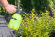 Gardener spraying golden leaves privet with water or insecticides and fungicides from pests of mildew, oidium and others, taking care of new plants.