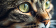close up of a cat, Beautiful cat face with expressive eyes close up, animal wallpaper