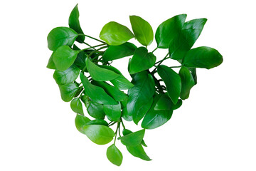 Heart shaped Green leaves aquarium plant of Anubias Golden isolated on transparent background. PNG transparency