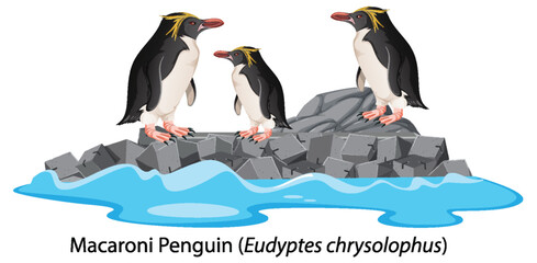 Poster - Macaroni penguin cartoon on the rock