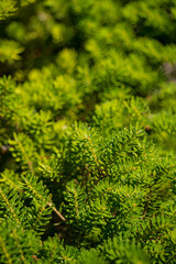 Canvas Print - fir texture for Christmas background