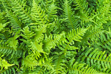 Common Centipede Or Sweet Fern, Polypodium Vulgare, Green Foliage, Top View