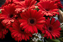 Beautiful Red Gerbera Flowers Bouquet Closeup. Floral Background.