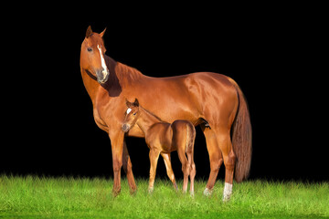 Wall Mural - horse on a meadow