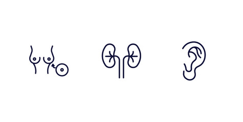 Canvas Print - set of medical thin line icons. medical outline icons included breast implant, kidney, ear vector.