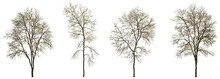 Set Of 4 Autumn Large And Medium Ash Fraxinus Trees  Fallen Leaves Isolated Png On A Transparent Background Perfectly Cutout Fall
