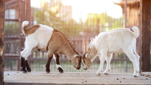 Little Goats With Multi-colored Colors Fools Around On Wooden Bridge In Fenced Area In Reserve. Horned Animals Play On Blurred Background, Sunlight