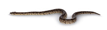 Full Body Shot Of A Boa Snake In Movement. Isolated On A White Background.