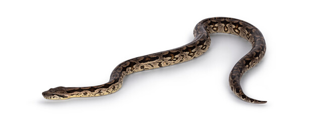 Fototapete - Full body shot of a Boa snake in movement. Isolated on a white background.