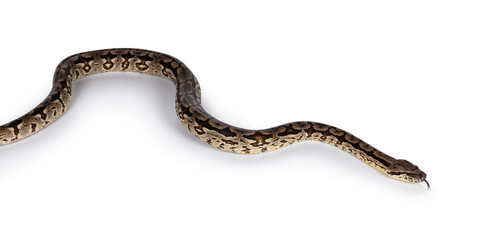 Leinwandbilder - Full body shot of a Boa snake in movement. Isolated on a white background.