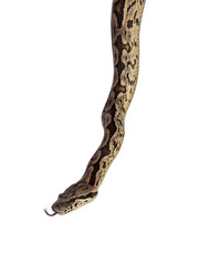 Leinwandbilder - Head shot of a Boa snake. Tongue out. Isolated on a white background.