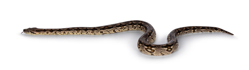 Leinwandbilder - Full body shot of a Boa snake in movement. Isolated on a white background.