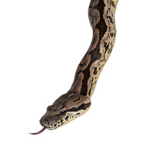 Fototapete - Head shot of a Boa snake. Tongue out. Isolated on a white background.
