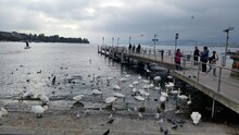  A Bunch Of Birds That Are Standing In The Water