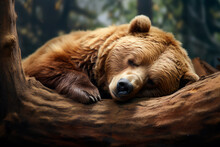 The Bear Is Sleeping