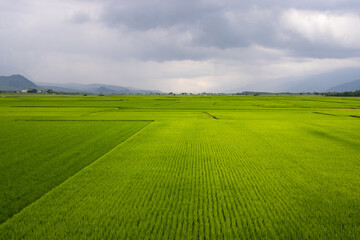 Wall Mural - Fresh paddy rice field meadow