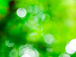 canvas print picture - abstract blurred green color for background, Blur leaves at the health garden outdoor and white bubble focus