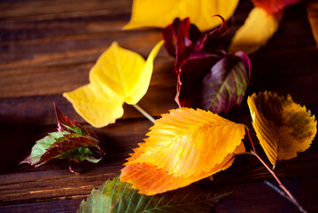 Wall Mural - Background group of autumn red, orange and yellow leaves on a brown wooden background. Frame.	