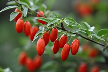 Close-up Of Vibrant Red Goji Berries Nestled Among Lush Green Leaves In A Garden.