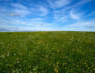 Poster - Landscape of green meadow