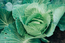 Vegetable Cabbage On The Farm On The Ground Growing Vegetables Organic Meals Food Farming Small Business