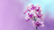 Purple Dendrobium Nobile Orchid Flower Background, Flowers Composition As Background Project Graphic Design