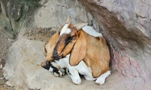 A Photography Of A Goat Laying On A Rock With Its Head On A Baby Goat, There Is A Goat That Is Laying Down On A Rock.
