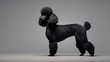 Black poodle standing in studio on gray background