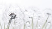 Silhouetted Dandelion In Macro With Water Droplets On White Background