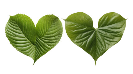 green heart shape leaves isolated on white background