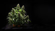 Cannabis Pflanze auf schwarzen Hintergrund, ai generativ
