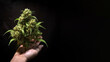 Cannabis Pflanze mit Hand auf schwarzen Hintergrund, ai generativ