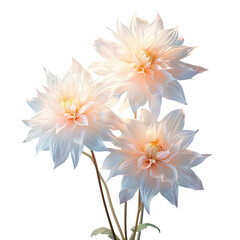 Sticker - Dahlia bouquet illuminated by light on a transparent background showcasing graceful white flowers Perfect for holidays ads or gifting