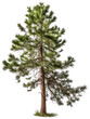 © MaVeRa - Pine tree with transparent background