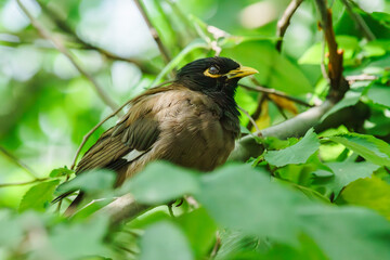 Birds are sitting on a tree