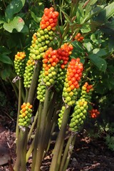 Wall Mural - red and green toxic fruits of Arum Italicum plant in the garden close up