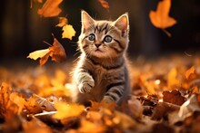 Kitten Playing In Yellow Autumn Leaves