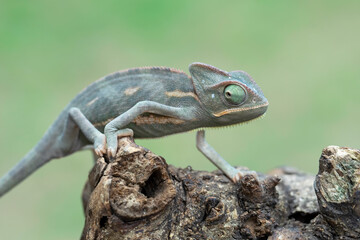 Wall Mural - Baby chameleon veiled on branch, Baby veiled chameleon closeup woood