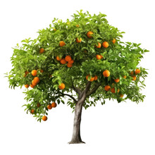 Orange tree isolated on white transparent background, Ripe fruits and citrus green foliage, PNG, 