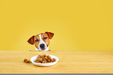 Jack Russell terrier dog eat meal from a table. Funny Hungry dog portrait on Yellow background looking at the plate on the table