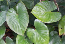 Homalomena Is Classified As A Forest Plant That Can Be Cultivated As An Ornamental Plant, With Wide, Beautiful Green Leaves.