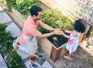 Poster - Gardening, dad helping daughter with plants and sustainability, teaching and learning with growth in nature. Farming, food and father with daughter in vegetable garden with love, support and kids fun