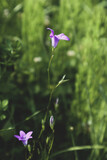 Fototapeta Krajobraz - purple flower with green background