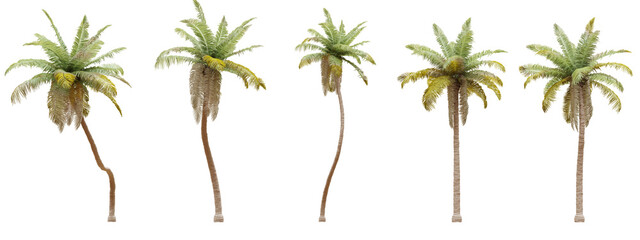 Coconut tree isolated on transparent background 3d rendering png
