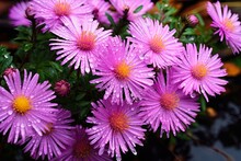 Aster Blooms In The Garden: Beautiful Purple Blossoms Soaking Up The Sun After The Rainfall: Generative AI