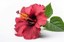 Tropical Natural Red Hibiscus Flower Close-up On A White Background.