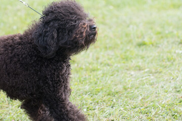 Wall Mural - Barbet with curly hair and green grass background