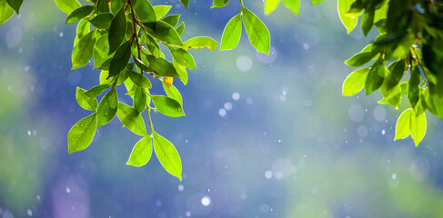 Wall Mural - Spring photo with Rim Light on a beautiful bokeh background. Light after rain. Nature wallpaper image with space for text. leaves on beautiful bokeh.