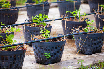 Wall Mural - Planting in black baskets. Modern agriculture.