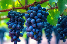 Luscious Blue Grapes